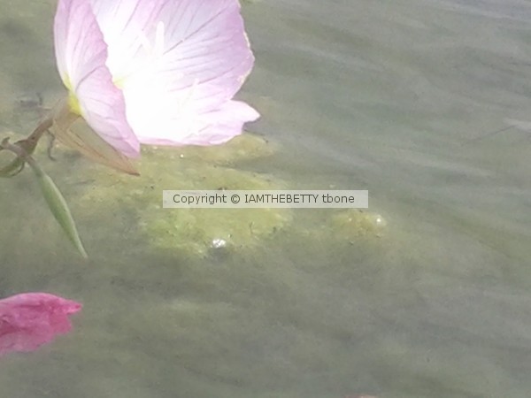 Buttercup Beauty