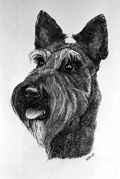 _Scottie_resized