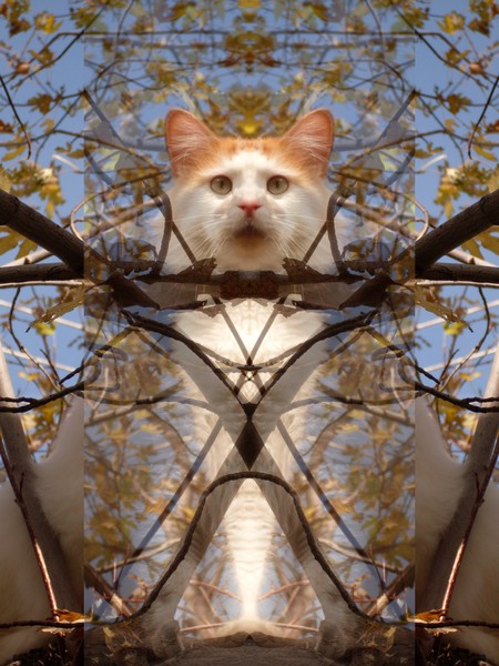 kitty