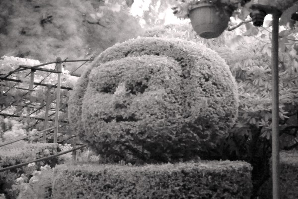 Shrub Face