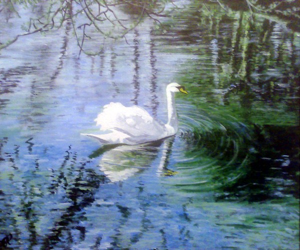 beautifull swan