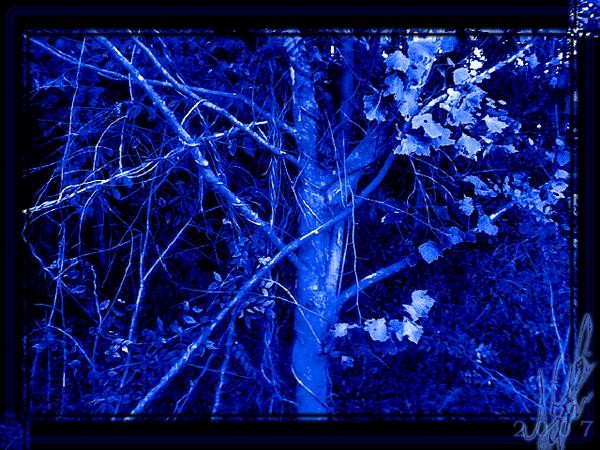Cold Nature