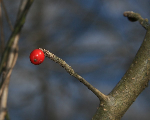 Winter color