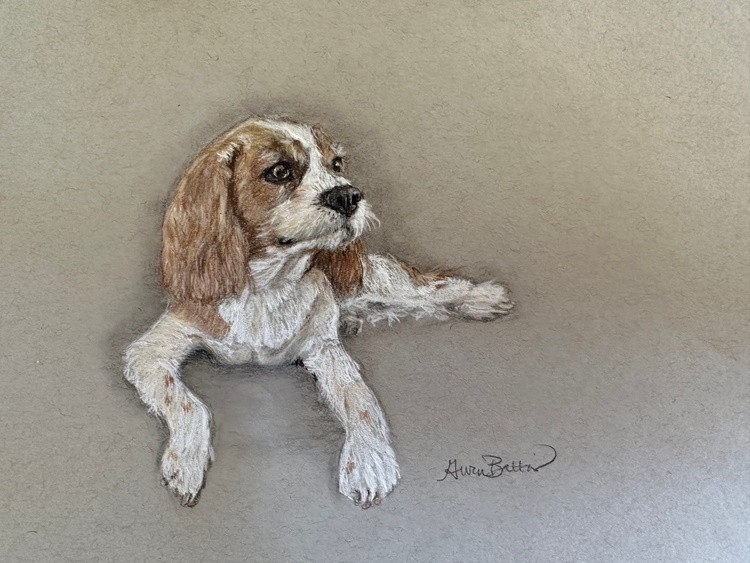 Jack Dog