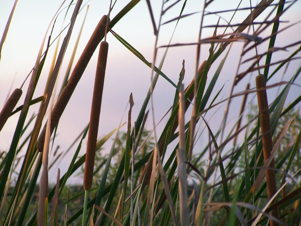 Typha latifolia 