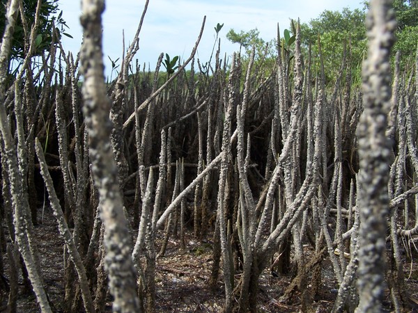 Mangrove