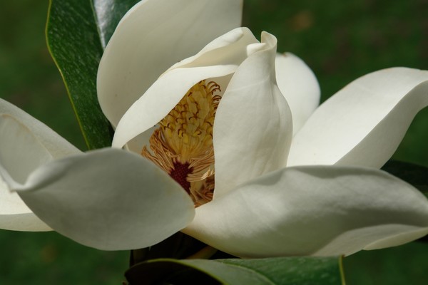 Magnolia