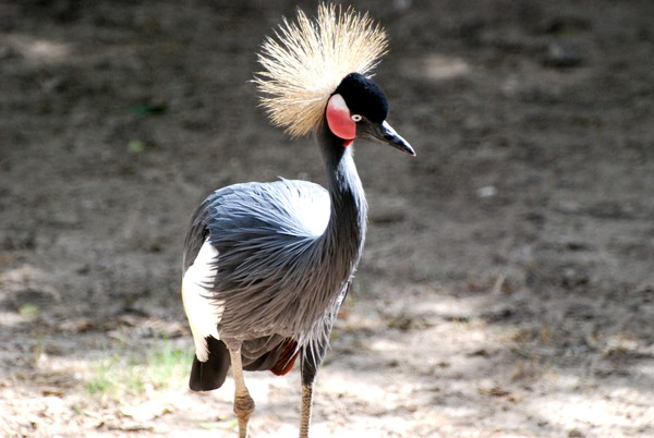 Phillis Diller Bird