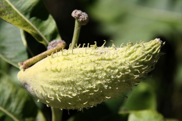 MILKWEED POD