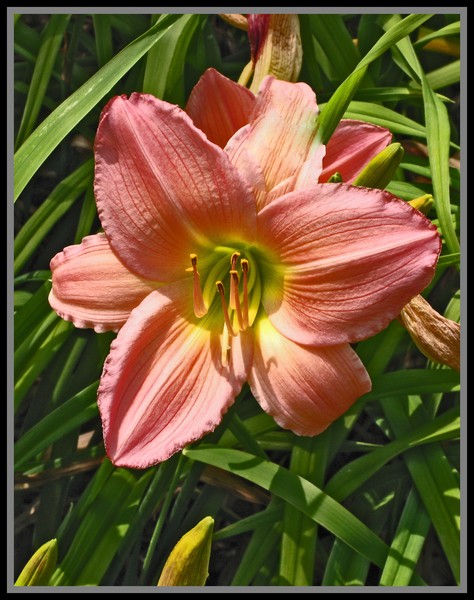 BLOSSOM ON RW