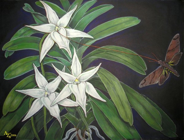 L'Étoile de Madagascar - Angraecum sesquipedale
