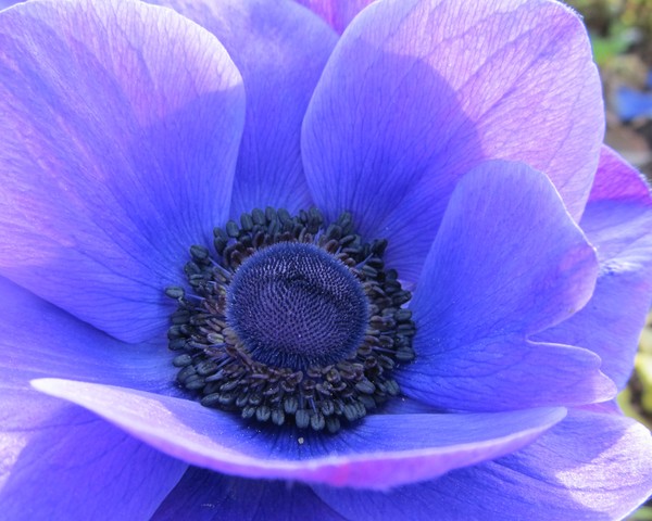 Purple Light