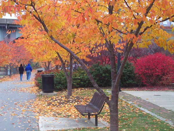 walking in fall 