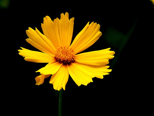 Golden Glow