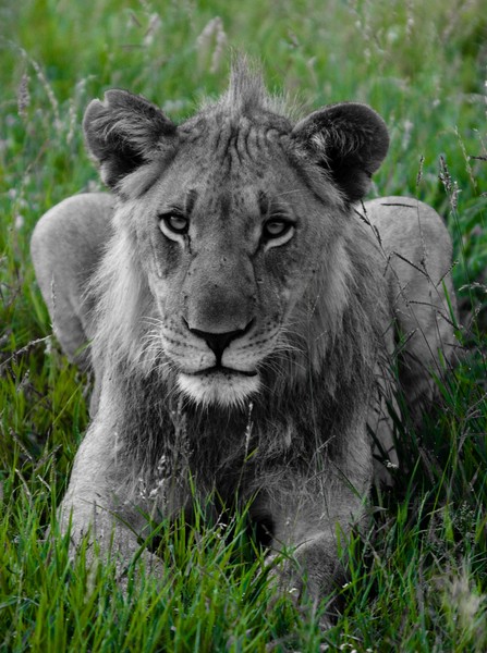 Lion in Green