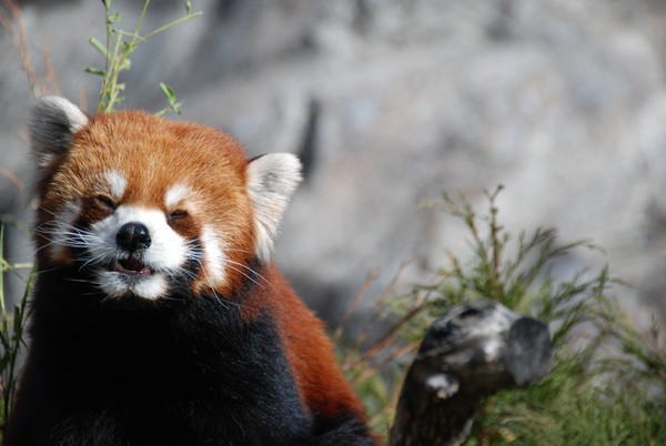 Red Panda