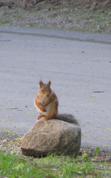 Naturephotos2008-igirex08