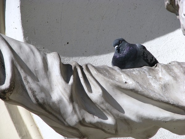 Citybirds and architecture in Helsinki Finland