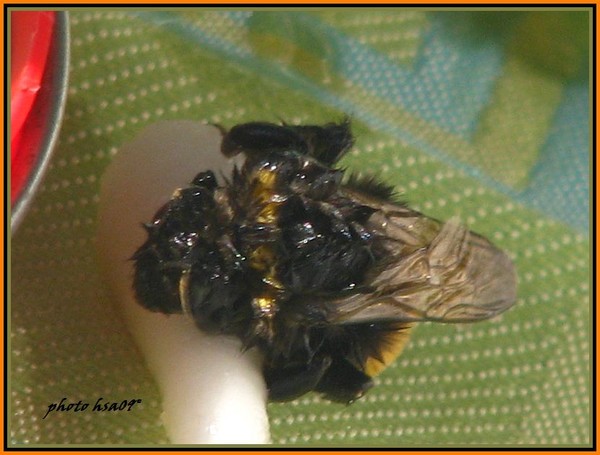 ..rescued..by honey...