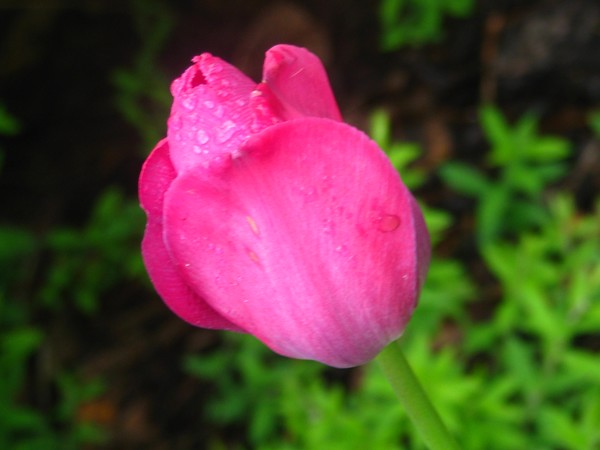 NOURESHED ON TOP OF..tulip series