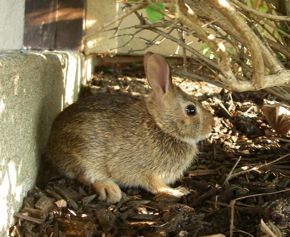 Bunny Hiding
