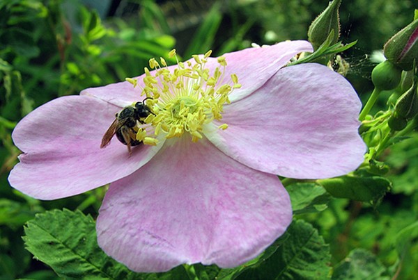 Wild Rose Nectar.