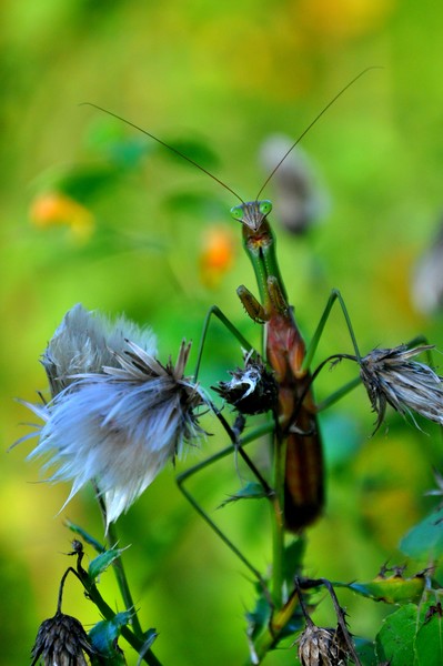 Praying Mantis