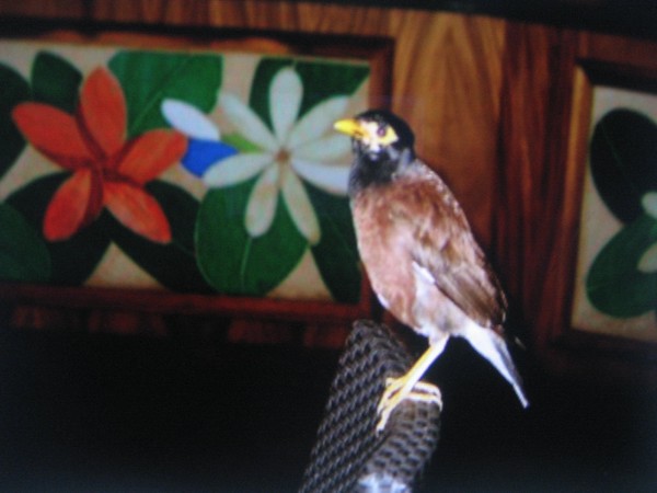 Mina bird