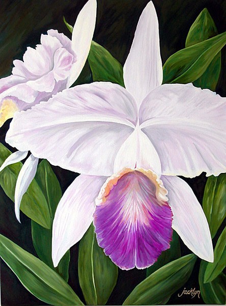 Orchid