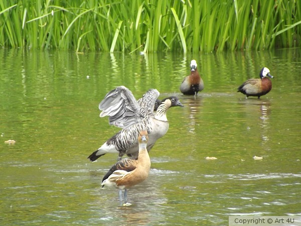 In a Flap