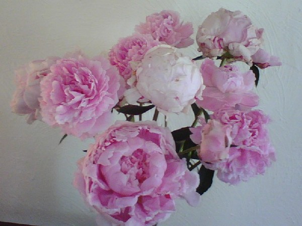 great peonies