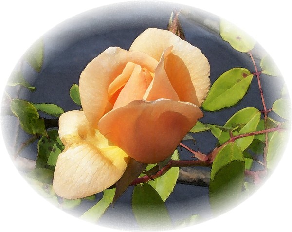 Watercolor Rose