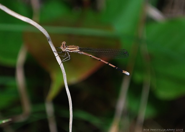 Resting Dragonfly