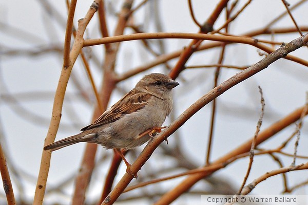 House Sparrow 4/14/2013