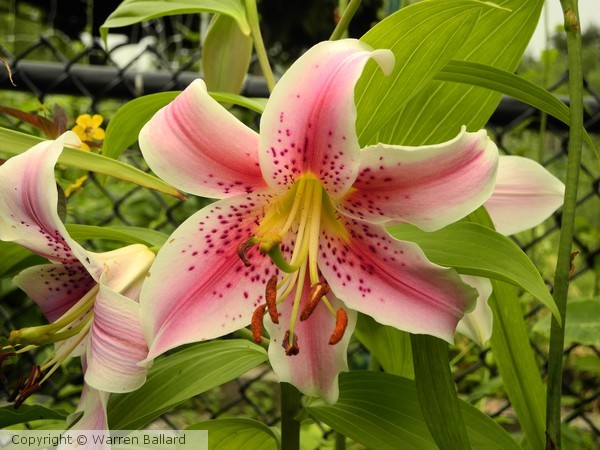 Lily 7/9/2013