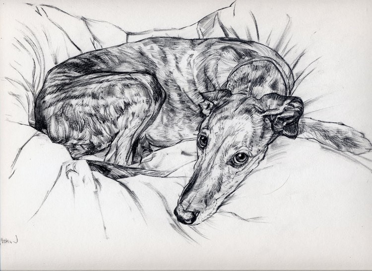 lurcher resting