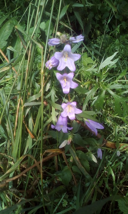 Hidden beauty