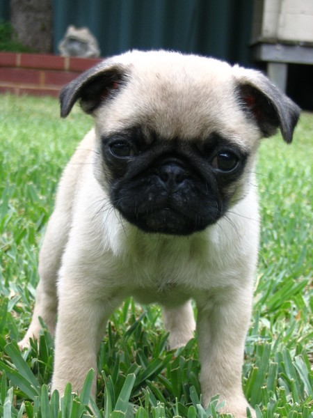 puppy love