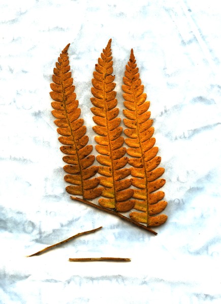 Leaves