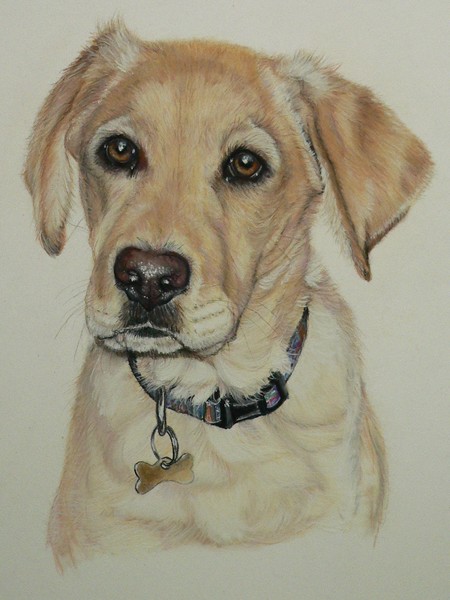 Rolo - labrador