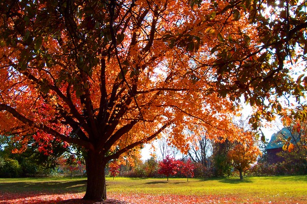 Falling Colors
