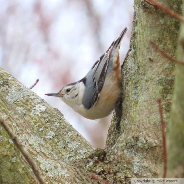 nuthatch