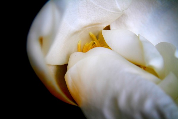 Camelia