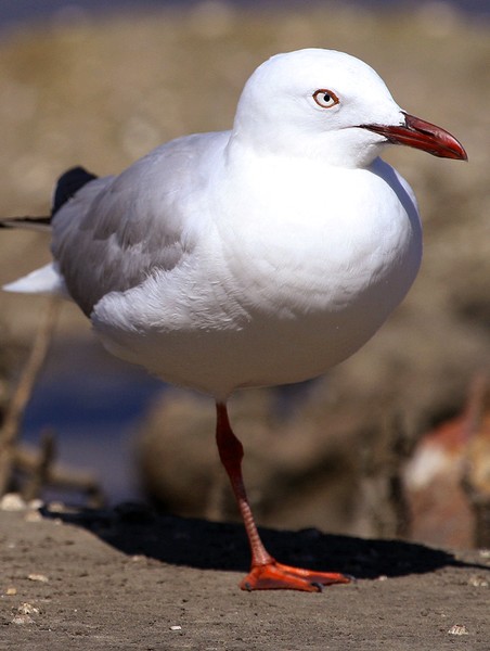 Seaside Survivor