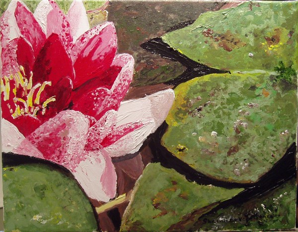 Water Lily & Pads