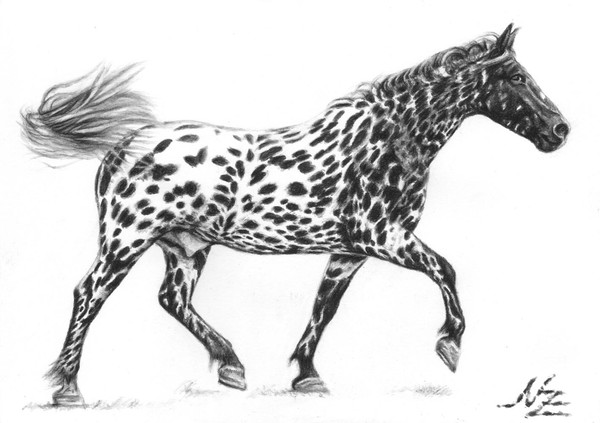 Knabstrupper Tiger Painted Horse
