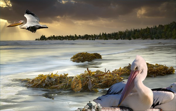 1098-Pacific Pelicans Sunset
