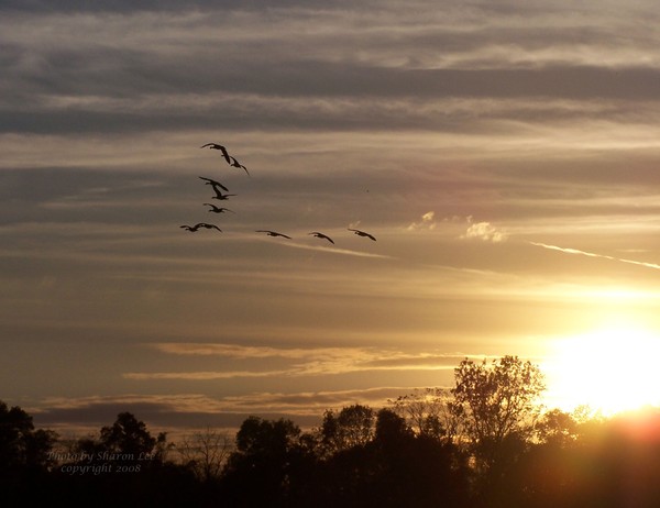 Angels in the sunset
