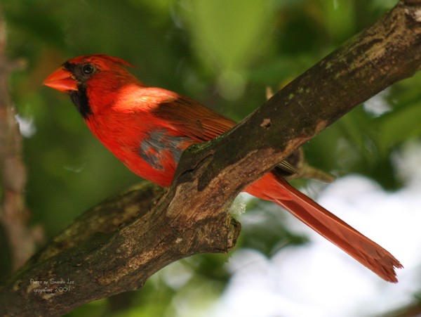 Cardinal in the Woods 1