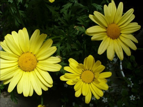 Yellow Floral